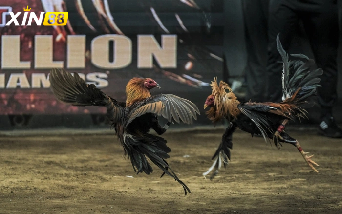 Đá gà trực tiếp C1 - Trải nghiệm cực chất cùng sân chơi đỉnh cao dành cho đam mê mãnh liệt 3 Cách đăng ký đá gà trực tiếp C1 tại các nhà cái uy tín như Xin88