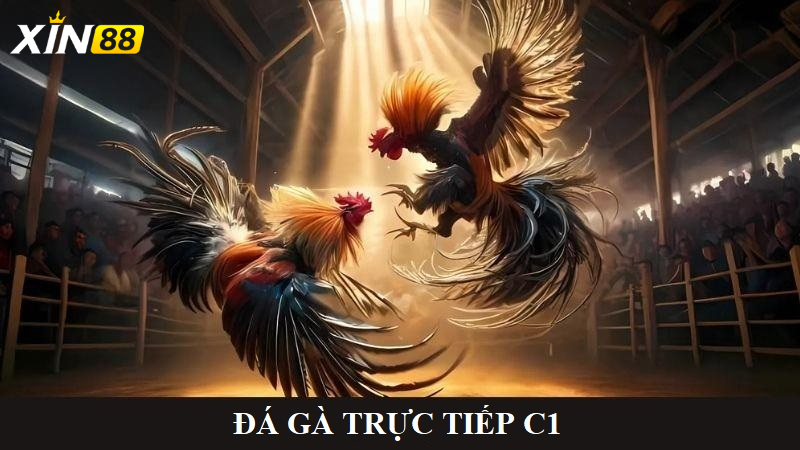 Đá gà trực tiếp C1 - Trải nghiệm cực chất cùng sân chơi đỉnh cao dành cho đam mê mãnh liệt 3 Đá gà trực tiếp C1 là gì? Vì sao lại "hot" đến vậy?