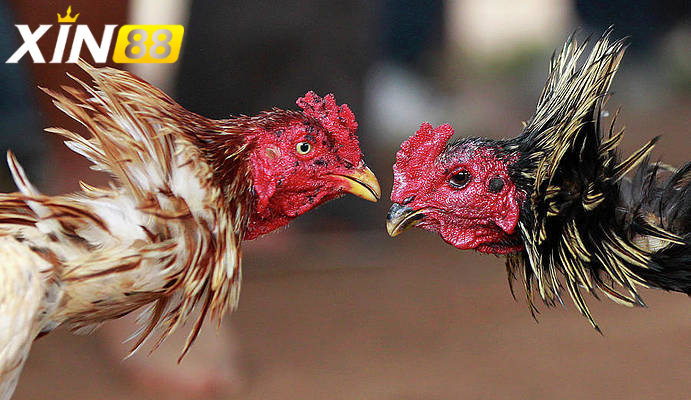 Đá gà cựa chém: Trận chiến đỉnh cao và nghệ thuật giải trí đậm chất dân gian 2 Đá gà cựa chém là gì? Vì sao hấp dẫn người chơi đến vậy?