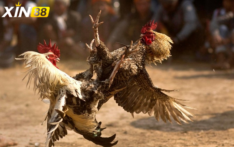 Đá gà trực tiếp c4 - Trải nghiệm đỉnh cao cùng sân chơi giải trí đậm chất chiến binh 2 Những chiến kê huyền thoại trong giới đá gà trực tiếp c4