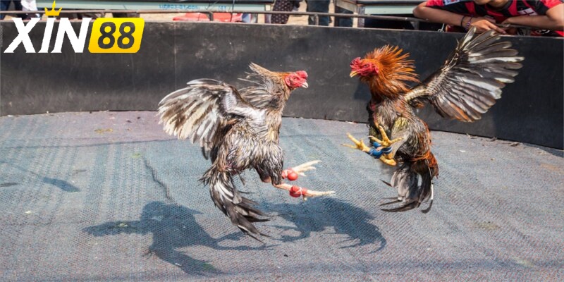 Đá Gà trực tiếp thomo - Hấp dẫn không giới hạn cùng trải nghiệm kịch tính từng phút giây 3 Những đặc điểm nổi bật trong các trận Đá Gà trực tiếp thomo