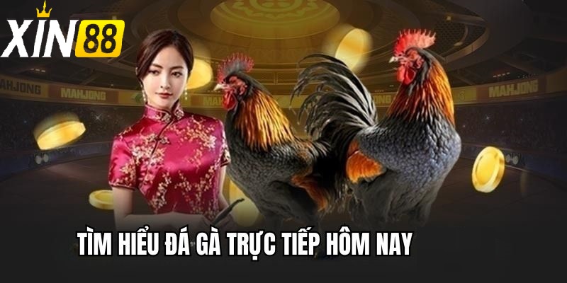 Đá gà trực tiếp hôm nay - Những Trận Cầu Đỉnh Cao Không Thể Bỏ Lỡ 4 Sự phát triển của đá gà trực tiếp hôm nay tại Việt Nam
