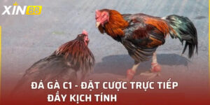 Sức hấp dẫn không thể chối từ của đá gà trực tiếp c1 – Tương lai của ngành giải trí cược số