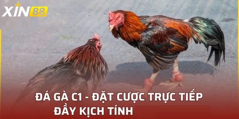 Đá gà trực tiếp c1 - Đắm chìm trong thế giới đỉnh cao giải trí của dân cược Việt 6 Sức hấp dẫn không thể chối từ của đá gà trực tiếp c1 – Tương lai của ngành giải trí cược số