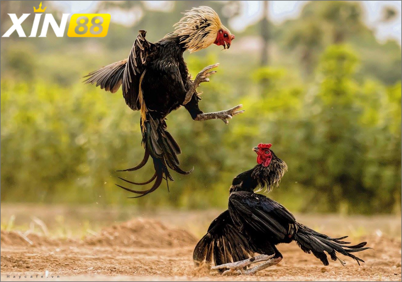 Tham gia đá gà cựa bò trực tuyến tại Xin88 – Trải nghiệm đỉnh cao