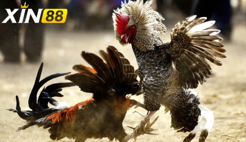 Đá gà cựa chém: Trận chiến đỉnh cao và nghệ thuật giải trí đậm chất dân gian 4 Thị trường đá gà cựa chém trực tuyến bùng nổ mạnh mẽ