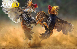 Tìm hiểu về hình thức đá gà cựa bò - Cuộc chiến sinh tử giữa những chiến kê