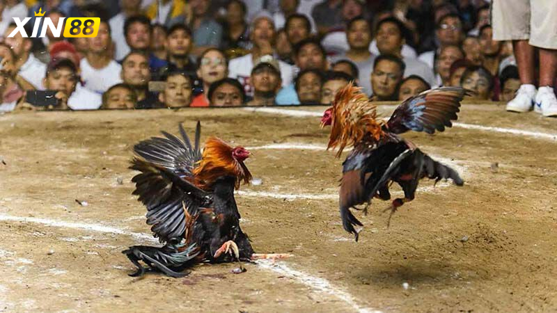 Đá gà trực tiếp C1 - Trải nghiệm cực chất cùng sân chơi đỉnh cao dành cho đam mê mãnh liệt 4 Tương lai phát triển của đá gà trực tiếp C1 – Cơ hội và tiềm năng