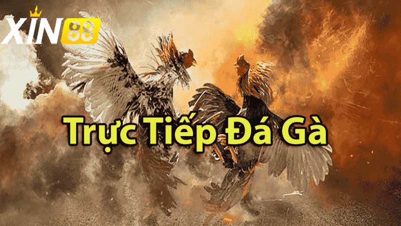 Đá gà trực tiếp hôm nay - Những Trận Cầu Đỉnh Cao Không Thể Bỏ Lỡ 3 Ưu điểm khi xem đá gà trực tiếp hôm nay qua Xin88