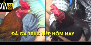Vì sao đá gà trực tiếp hôm nay lại trở thành tâm điểm?