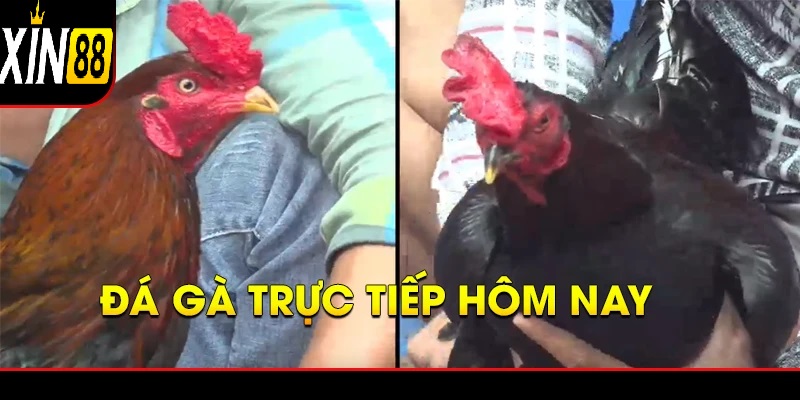 Đá gà trực tiếp hôm nay - Những Trận Cầu Đỉnh Cao Không Thể Bỏ Lỡ 8 Vì sao đá gà trực tiếp hôm nay lại trở thành tâm điểm?