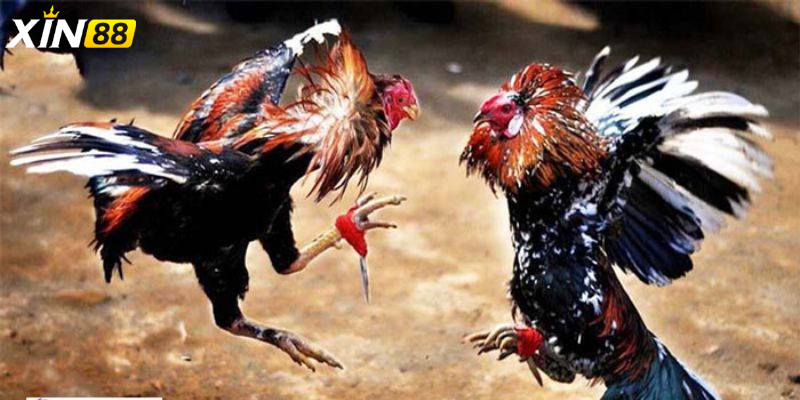 Đá gà trực tiếp c4 - Trải nghiệm đỉnh cao cùng sân chơi giải trí đậm chất chiến binh 2 Vì sao đá gà trực tiếp c4 lại trở thành xu hướng?