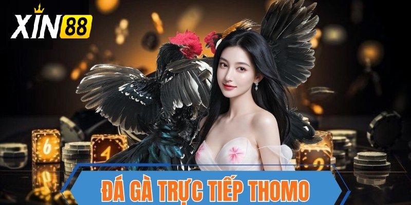 Đá Gà trực tiếp thomo - Hấp dẫn không giới hạn cùng trải nghiệm kịch tính từng phút giây 2 Vì sao Đá Gà trực tiếp thomo lại “gây sốt” đến vậy?