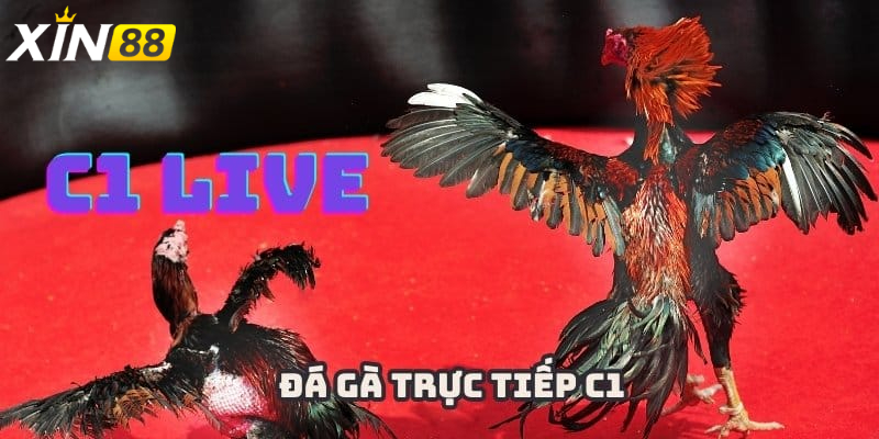 Đá gà trực tiếp c1 - Đắm chìm trong thế giới đỉnh cao giải trí của dân cược Việt 3 Vì sao nên chọn Xin88 để xem và cược đá gà trực tiếp c1?
